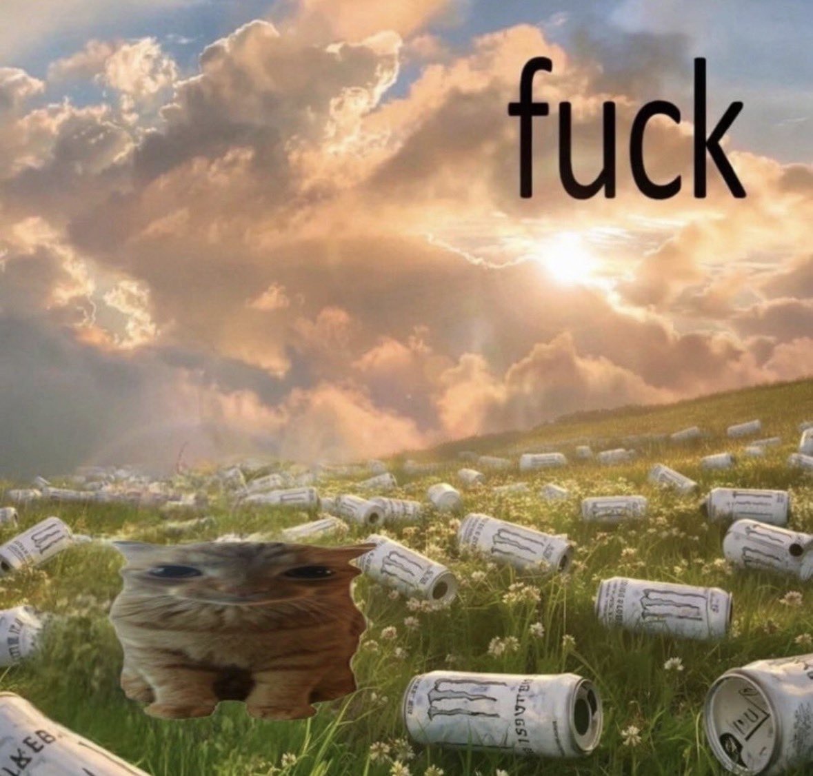 LiterallyMeCats (@literallymecats) on Twitter photo 