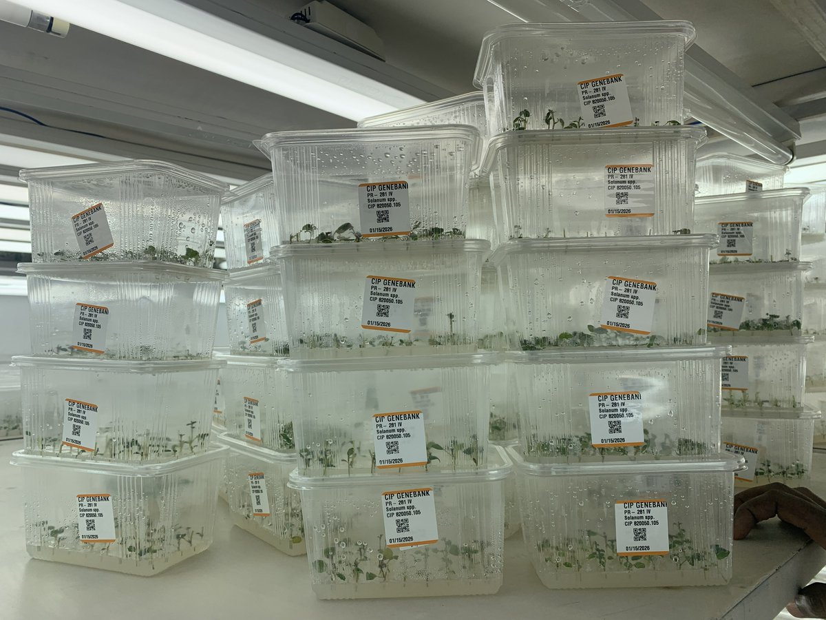 njclaude5's tweet photo. Besides the CFT &amp; NPT, Seed bulking of biotech potato varieties has kicked off! Performance is outstanding, and progress is on track for timely delivery. Kudos to the dedicated @RwandaAgriBoard, @CipotatoRW technical teams for this promising achievement. https://t.co/ot1LgRlUDh