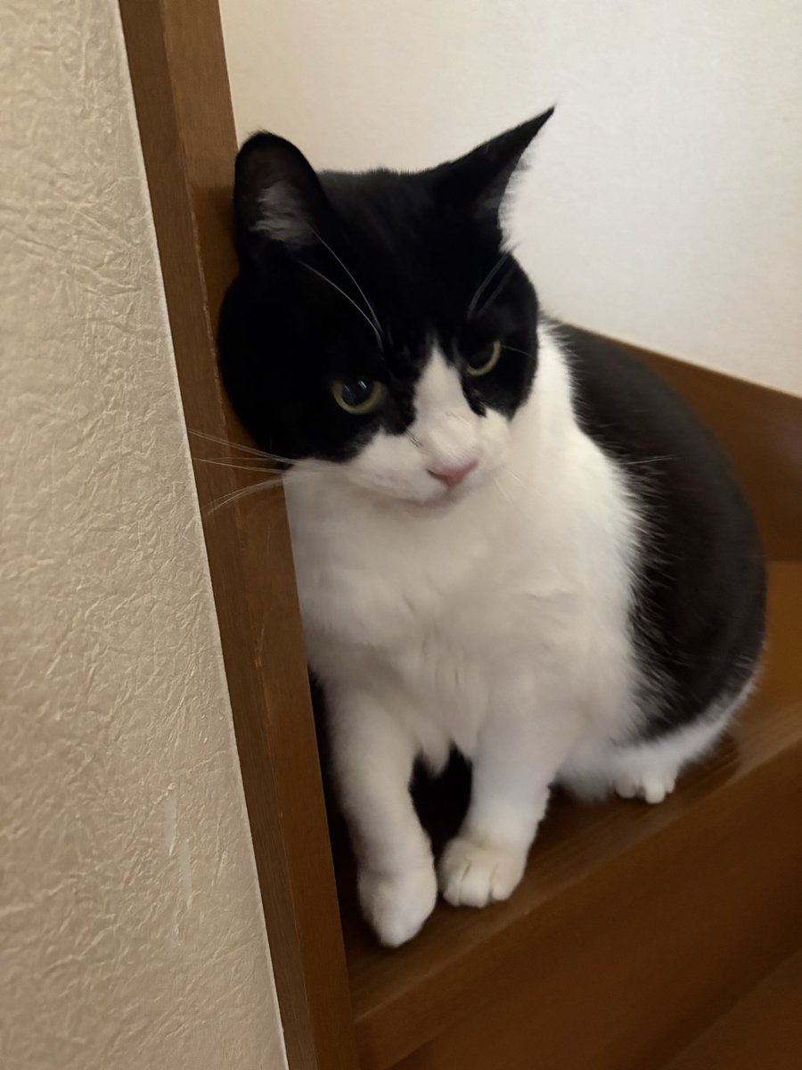 おにゃんぽこ ページ オニャンコポン🐈‍⬛ (@anotokinoneko22) / Posts / X