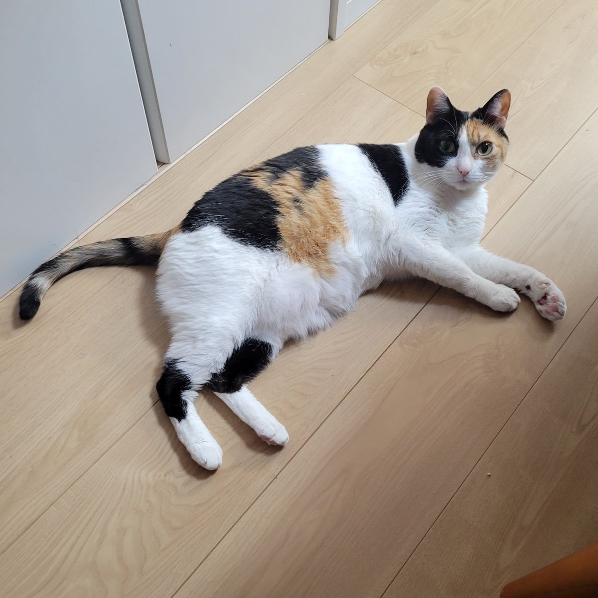 オニャンコポン🐈‍⬛ (@anotokinoneko22) / Posts / X