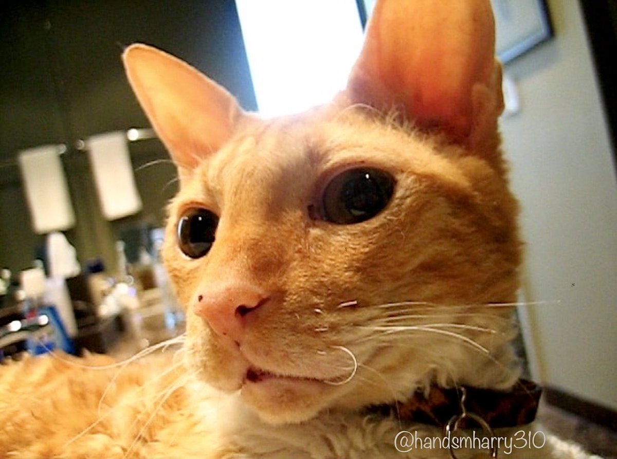 Today is all about our sweet Ginger Boy Albert⋆We miss you little man🐈Love n Cuddles‧˚꒰🐾୭ ˚.🧡1993-2013