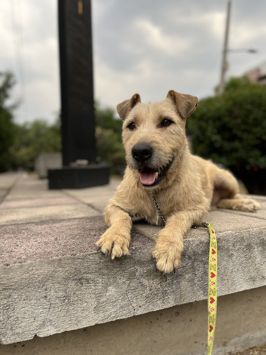 HELA_MORE's tweet photo. ¿Y si esta vez adoptas a un perrito invisible?

Capibara es uno de ellos. De esos perritos que casi nadie mira, a los que nadie les da una oportunidad.

Él sigue esperando, con la esperanza intacta, a que alguien lo vea de verdad y lo elija.

Estamos en CDMX. https://t.co/puu8DrGcbR