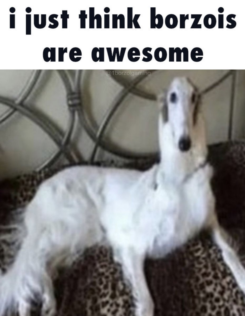 #borzoi #borzoitwt