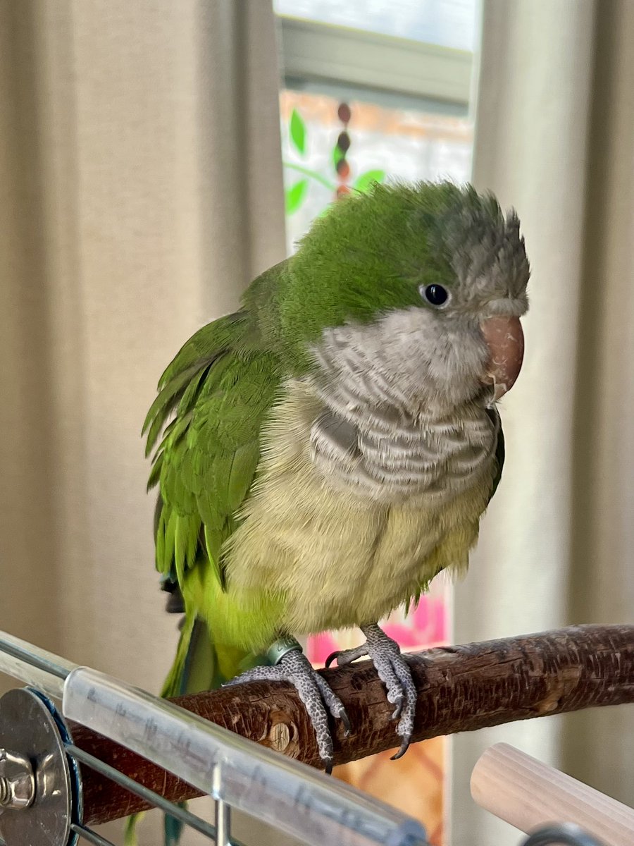 おはようございます♪

①節分の鬼👹は、例年のお約束でノエル🦮さんです❣️
豆🫘とドッグフードをまいて
「福は内　鬼は外〜」
②夕方のお散歩の途中で　グルーミング中のノエル🦮さん✨
③④ 元気です　そして可愛い🦜💖
☺️