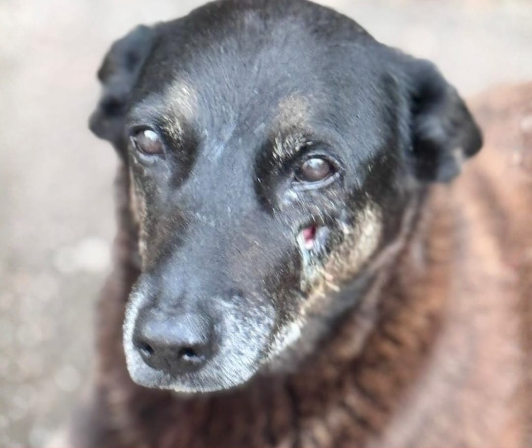 g1's tweet image. Polícia de SC conclui inquérito da morte do cão Orelha e tentativa de afogamento do cachorro Caramelo glo.bo/dt5hiva #g1