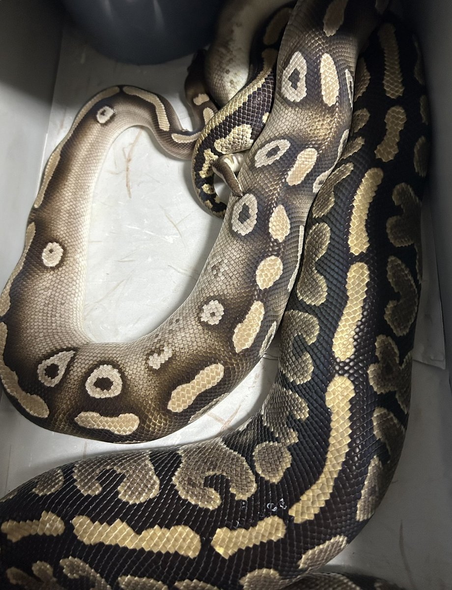 GEEK’S(ギークス) tweet media