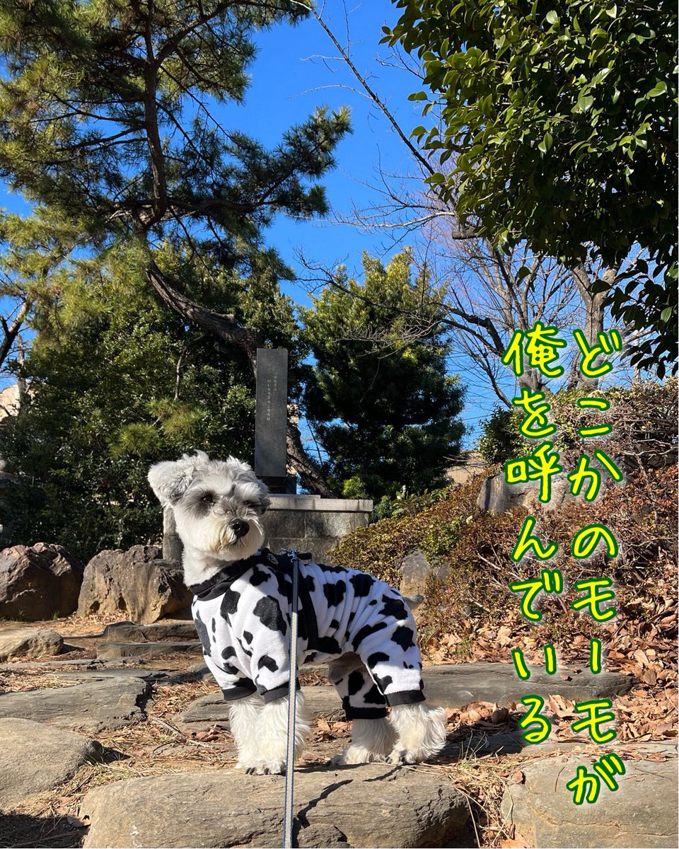 🐄🐮さすらいのモーモ🐮🐄
#犬好きさんと繋がりたい 
#いぬのいる暮らし 
#ミニチュアシュナウザー