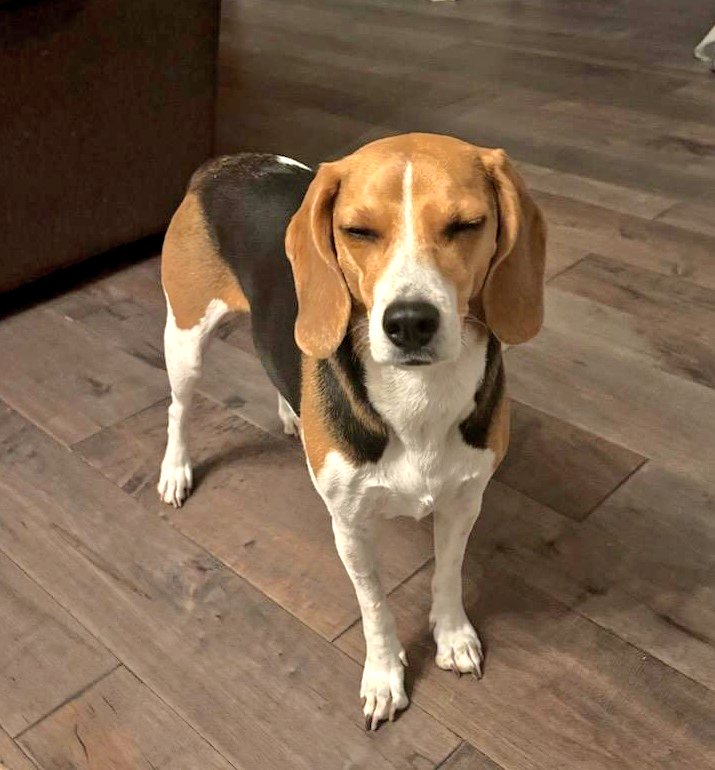 BeagleBrigadeGA's tweet photo. Who said I howled?
#HowlerMonkey
#Beagles
๐ https://t.co/QHn2bzkcO1