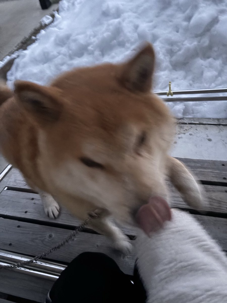 HZM_yamaonna's tweet photo. 早朝から我が家のウッドデッキにリードつき迷い犬が引っかかって途方に暮れててた(;´д｀)
オスの柴犬くんかな？とっても愛想良しさん。
上市警察署で保護してもらってます
飼い主さん気付いて！！
#迷い犬
#迷子犬 https://t.co/r1i01NVi4Z