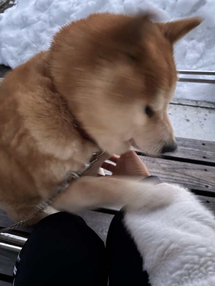 HZM_yamaonna's tweet photo. 早朝から我が家のウッドデッキにリードつき迷い犬が引っかかって途方に暮れててた(;´д｀)
オスの柴犬くんかな？とっても愛想良しさん。
上市警察署で保護してもらってます
飼い主さん気付いて！！
#迷い犬
#迷子犬 https://t.co/r1i01NVi4Z