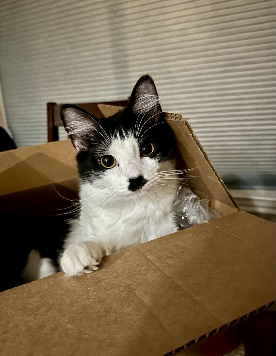 DeviDevyanthy's tweet image. How could you hate such a cute Kitler