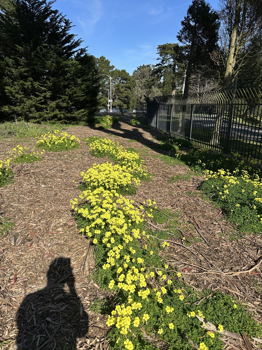 pcnotpc's tweet image. Clover patch by Kezar Stadium #InnerSunset #SanFrancisco