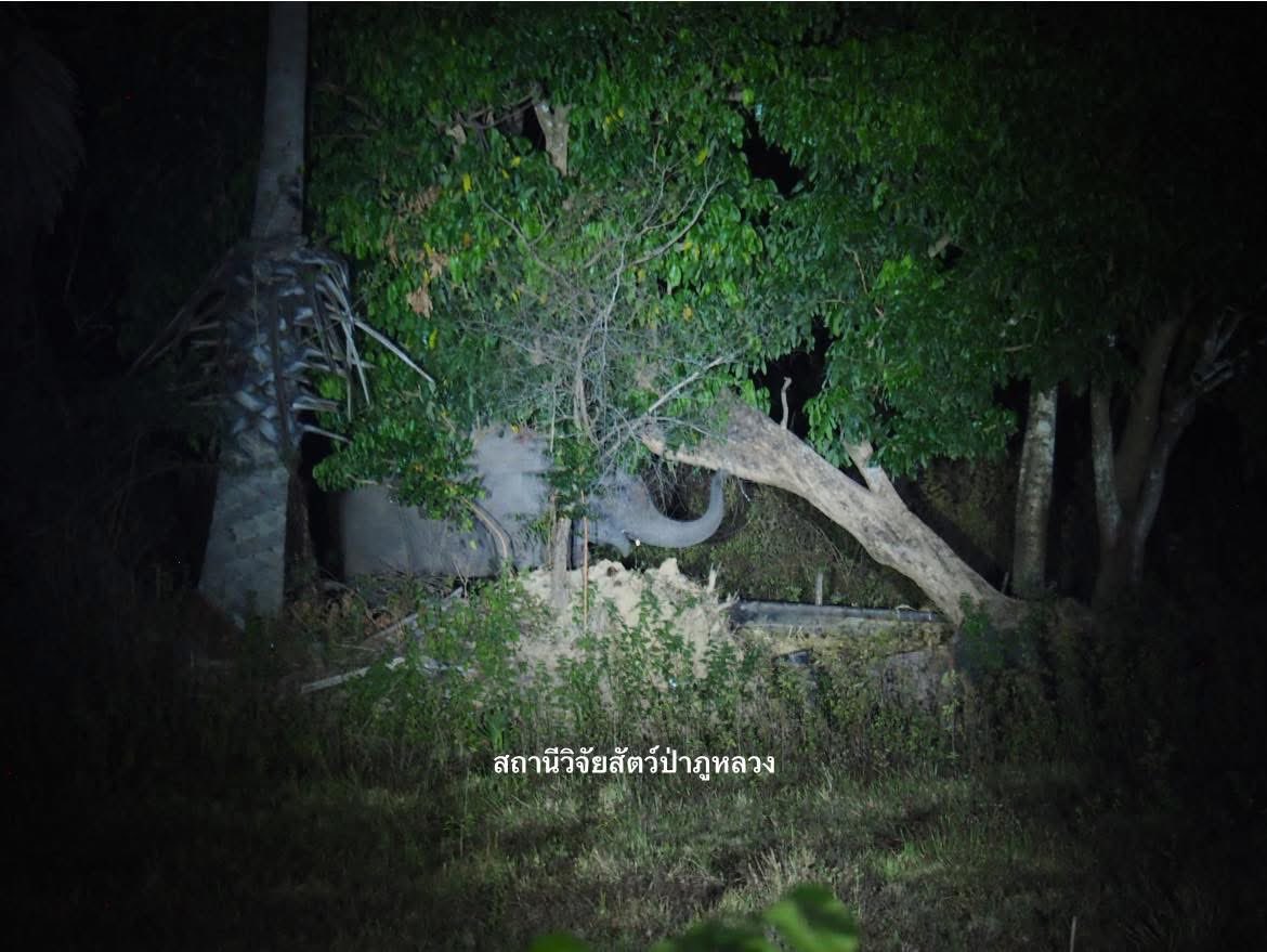 อาลัย พับ!!!

#RIP #สีดอพับ 
#ช้างป่า 

cr. Rachaya