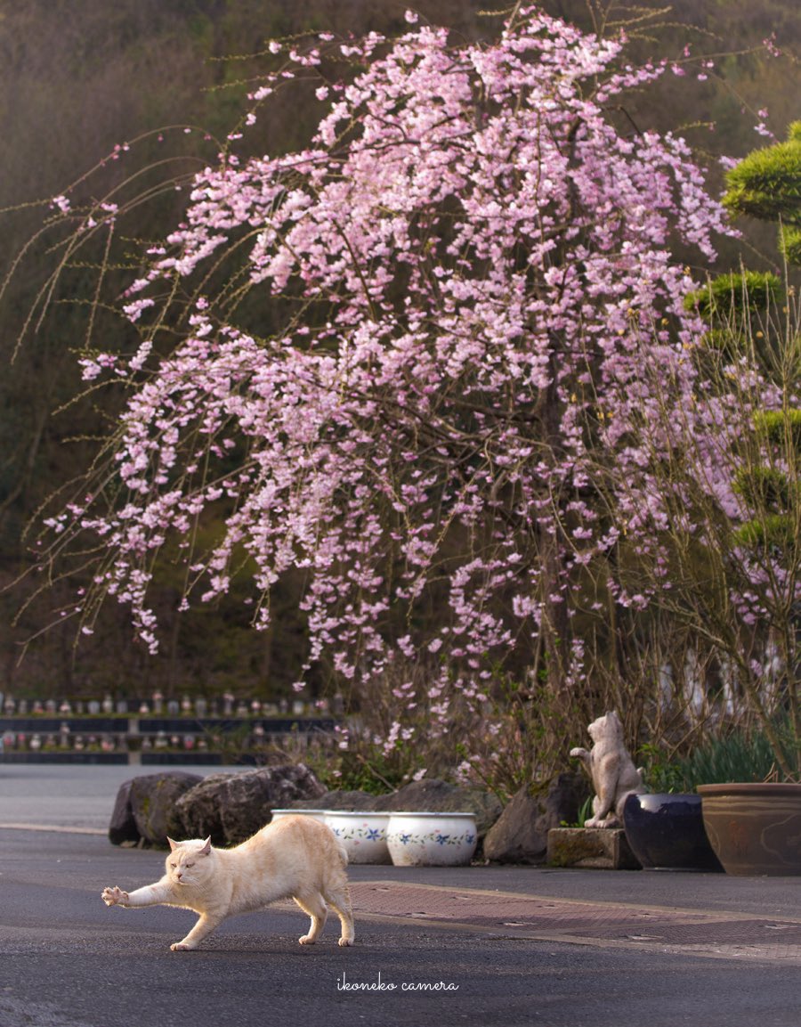 wandatoneko's tweet image. 今日は立春。春はすぐそこに☺️