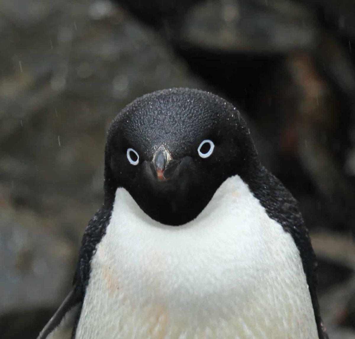 Criminal Penguin tweet media