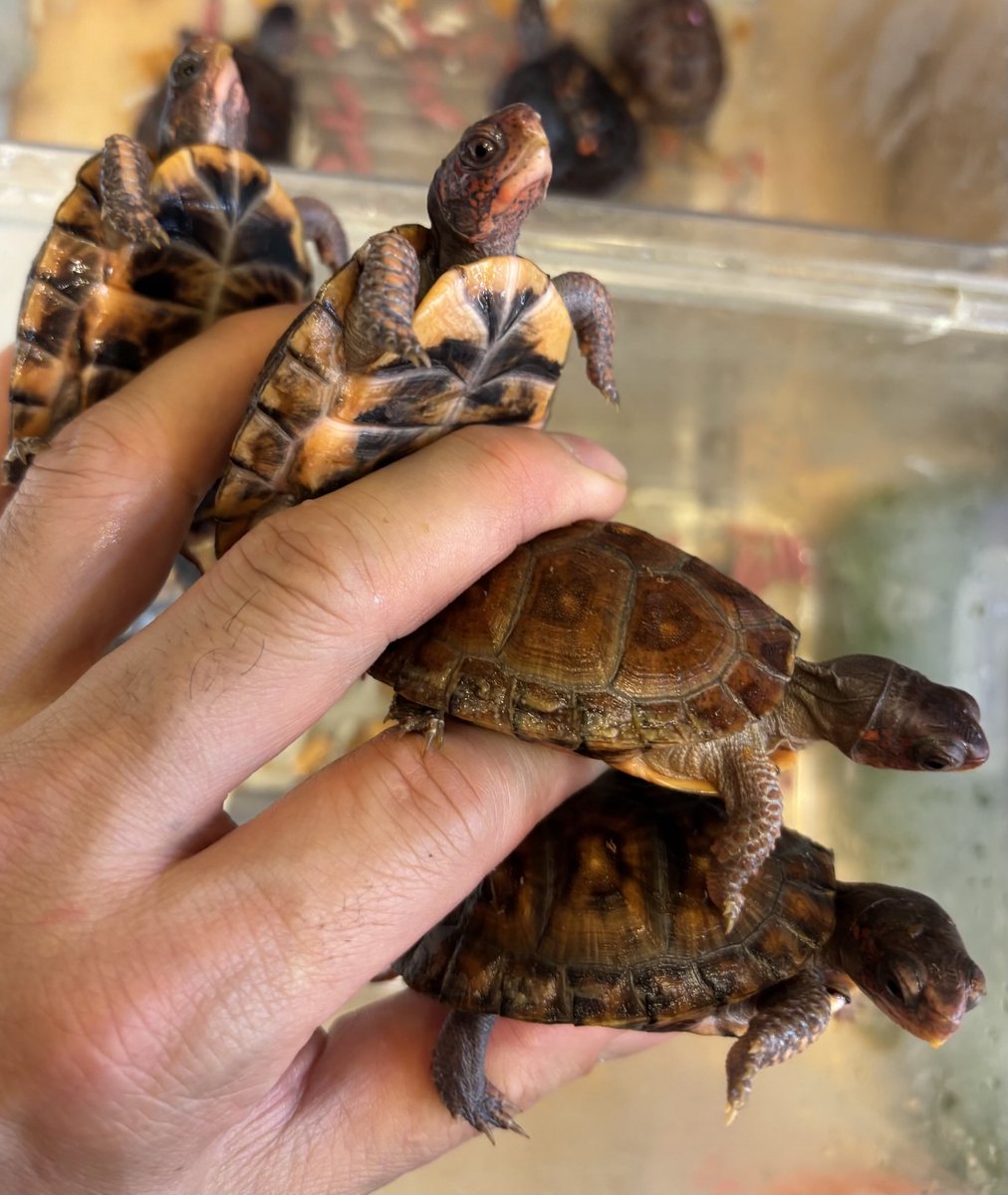 Land-mark tweet media