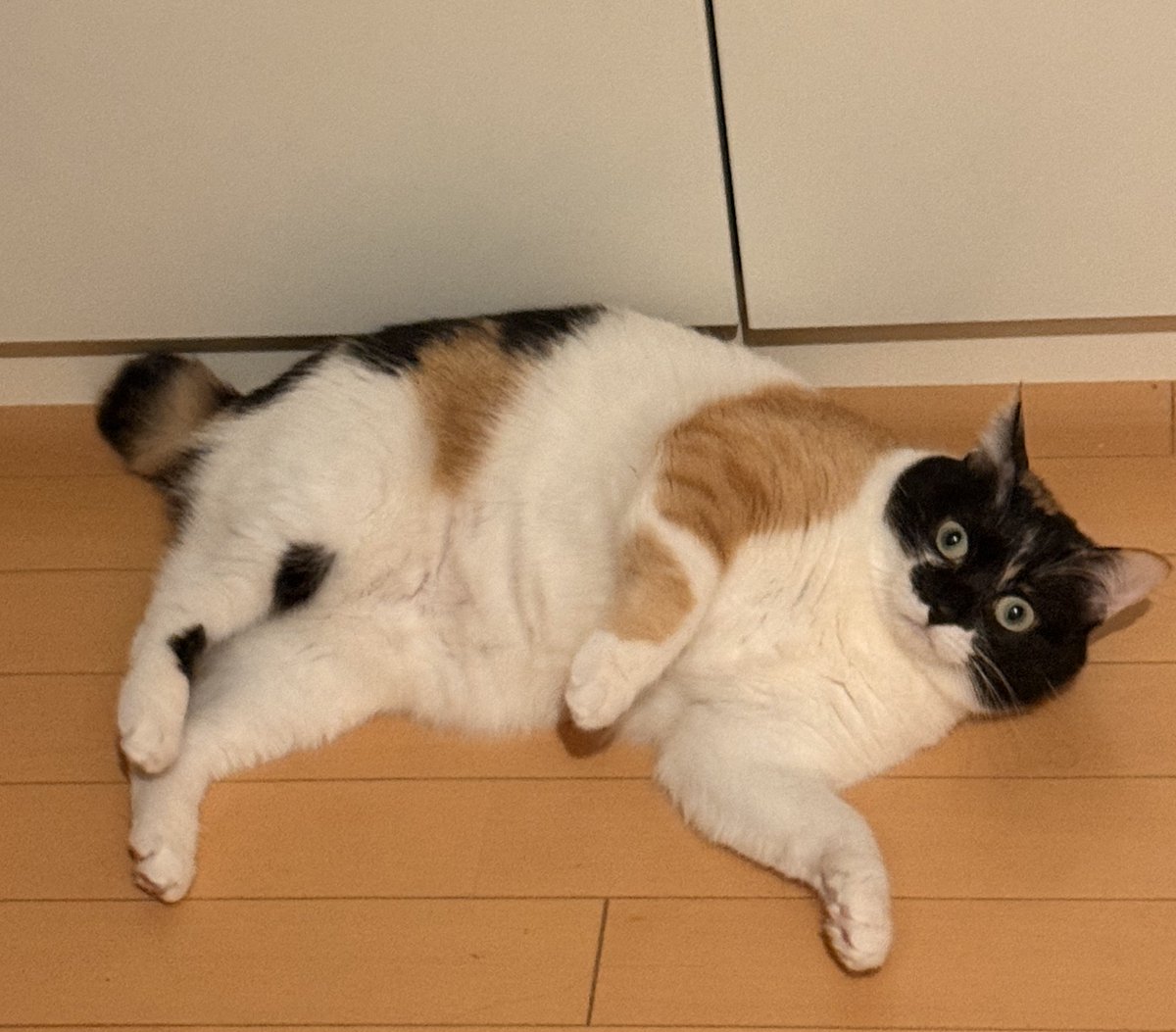 まりもちゃん！と🧌 (@marimo2021915) / Posts / X