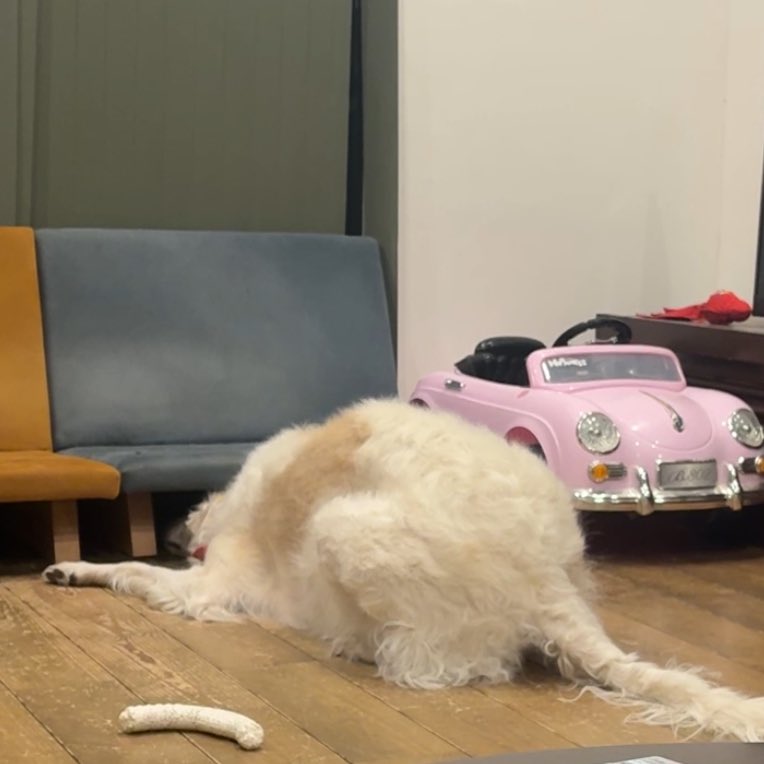 EmmaEmma_borzoi's tweet photo. ソファーの下に入ったボールが取れないゾイ https://t.co/ZMwib9XRDg