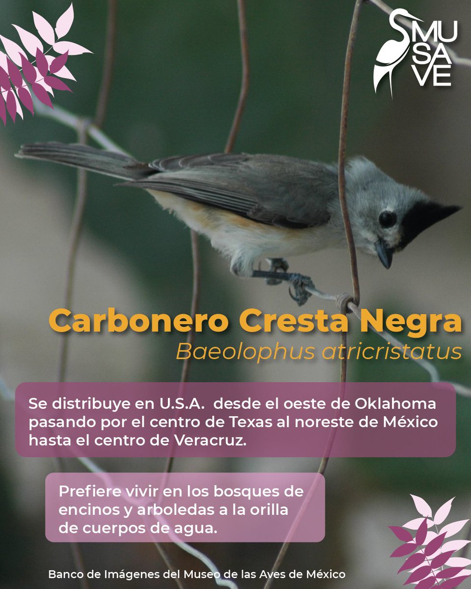 MuseodelasAves's tweet image. ¿Ya conocías al Carbonero Cresta Negra?

Síguenos y conoce más sobre el maravilloso mundo de las aves.

𝙼𝚄𝚂𝙴𝙾 𝙳𝙴 𝙻𝙰𝚂 𝙰𝚅𝙴𝚂 𝙳𝙴 𝙼É𝚇𝙸𝙲𝙾
 𝙲𝙾𝙽𝙾𝙲𝙴𝚁 𝙿𝙰𝚁𝙰 𝚅𝙰𝙻𝙾𝚁𝙰𝚁 𝚈 𝙲𝙾𝙽𝚂𝙴𝚁𝚅𝙰𝚁
 #aves #musave #birds #museo #saltillo #carbonerocrestanegra