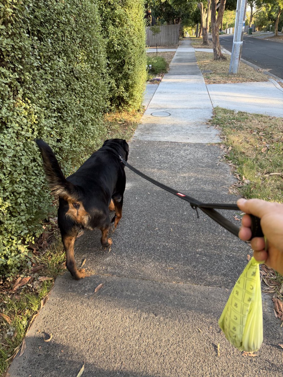 UnicrnShtMttrs's tweet photo. Love the smell of a puppy free #Pootrol in the morning
#BossTheRotty https://t.co/1mMtBZAtoZ