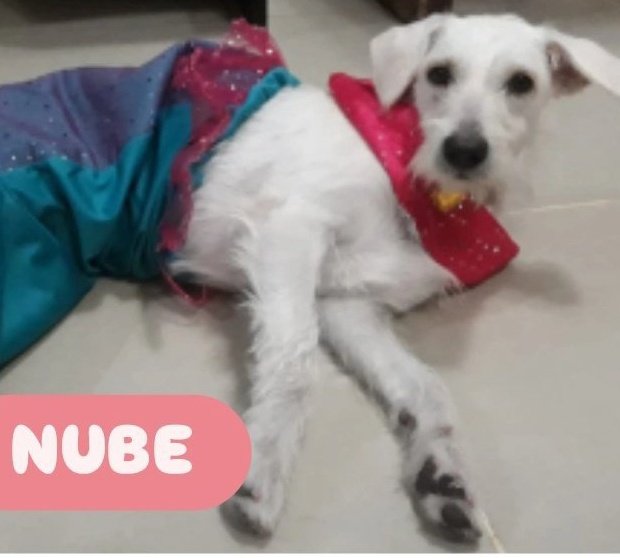 AlertaMePerdi's tweet image. #PERDIDA #GUAYAQUIL
Nombre: #NUBE
Fecha: 14/01/26
Sector: Sur, 29ava. y Portete
Sexo: Hembra
Raza: Mestiza 
Obsv.: Dócil, nariz café, pelaje blanco con crema, lomo con pelaje
Contacto: 0978871199
¡Ayúdala a volver con su familia!
#AlertaMePerdí