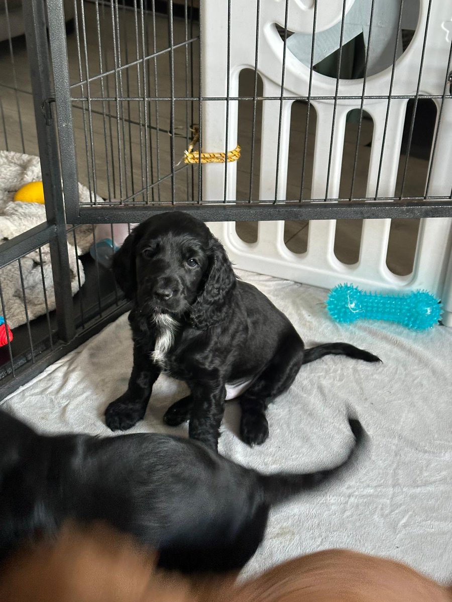 Kimberly Simmons tweet media