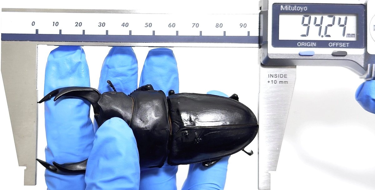 レイチェル (@Raychell_SR) / Posts / X