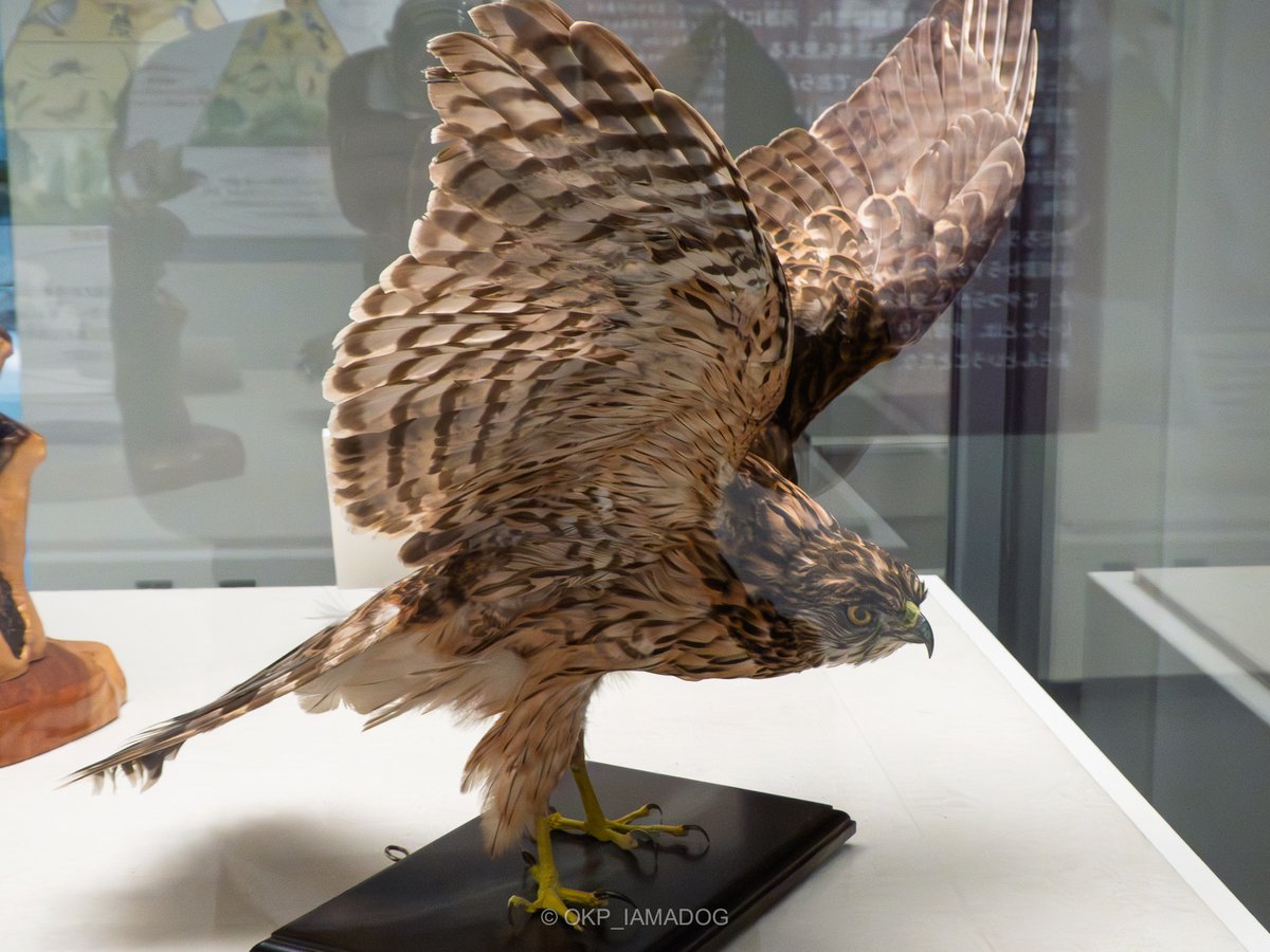 いつもさらっと見ていた猛禽の剥製も実際に観察するようになるとまた
