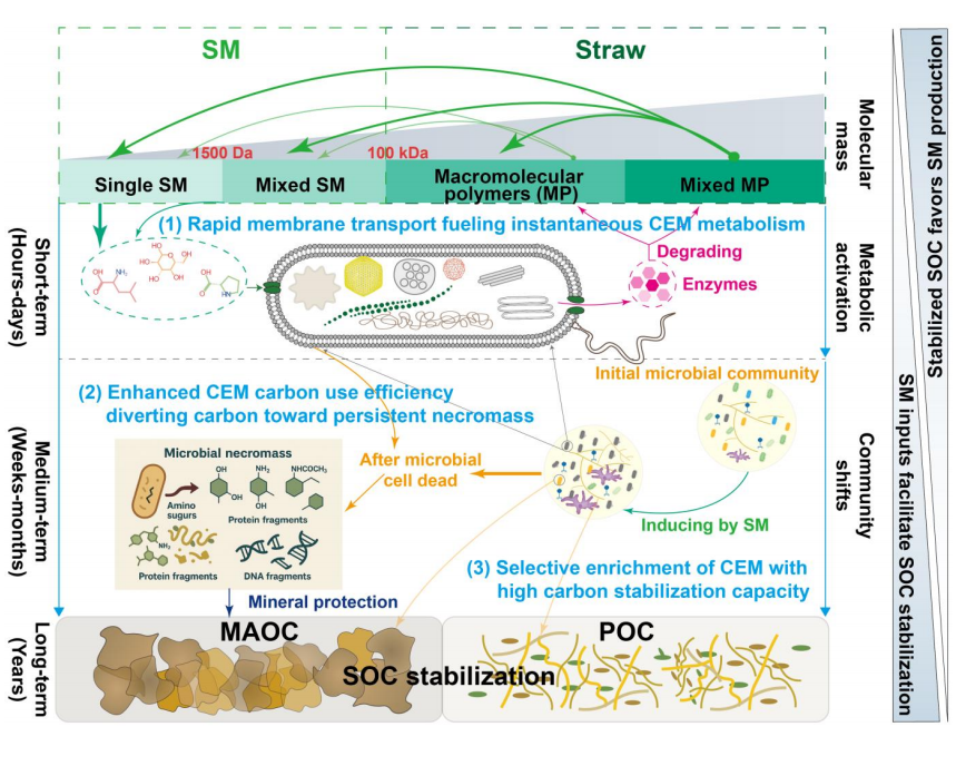 Pedosphere1991's tweet photo. #InvitedPerspective
"Interactions between #SmallMolecules and carbon-engine microbes: Key mechanism driving #SoilCarbon accumulation" by Prof. Jiabao Zhang and his colleagues from State Key Lab of Soil & Sustainable Agriculture, ISSCAS.
https://t.co/PfwJrDi4aP
#Microbiome #CUE https://t.co/MVhtbrsuvR