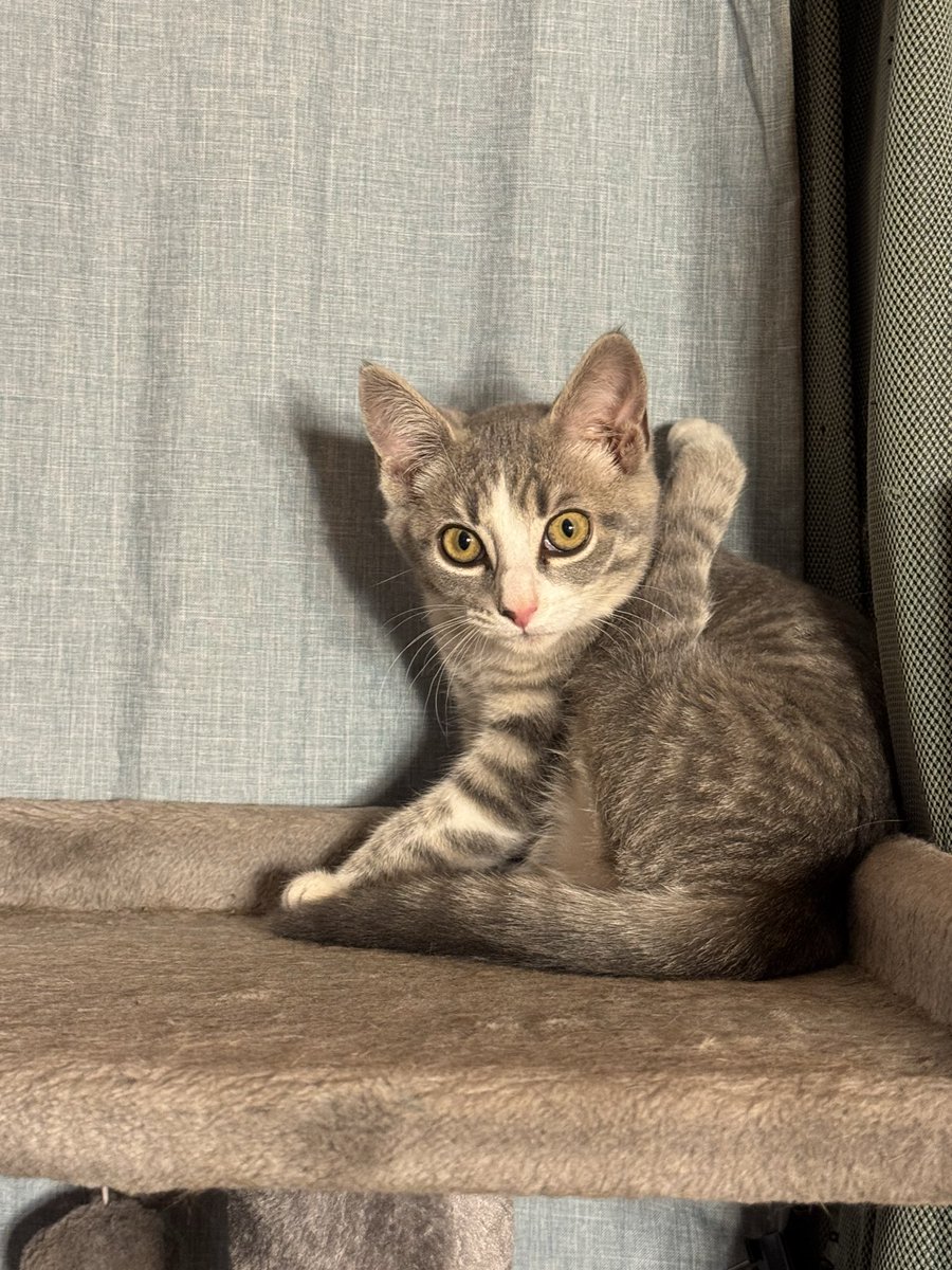 FreeTheSmiles2's tweet photo. Towards the end of last year, we adopted this precious baby. She is fun and spunky. She also gets to keep her bum leg (she was born without a knee). https://t.co/l2M7upOEti