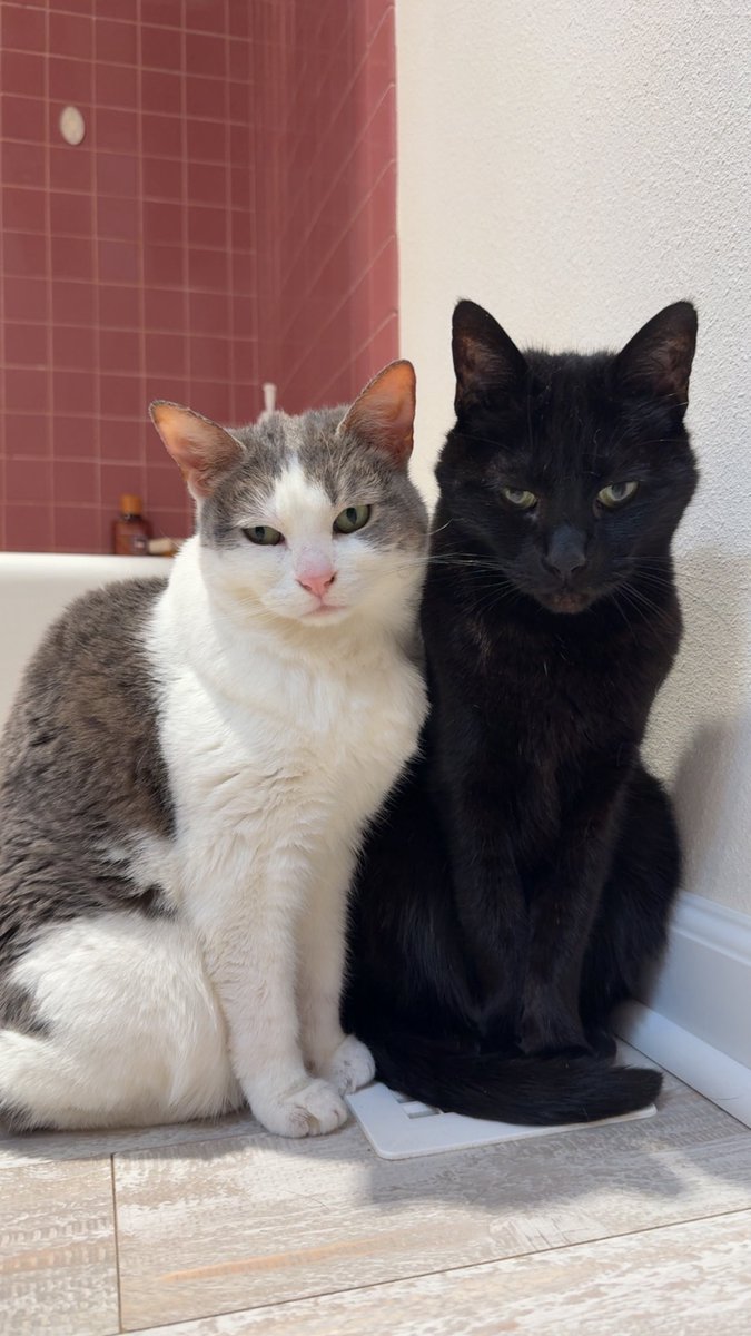 KatDestination's tweet image. They look like they’re disappointed in me and idk what I did 🤣