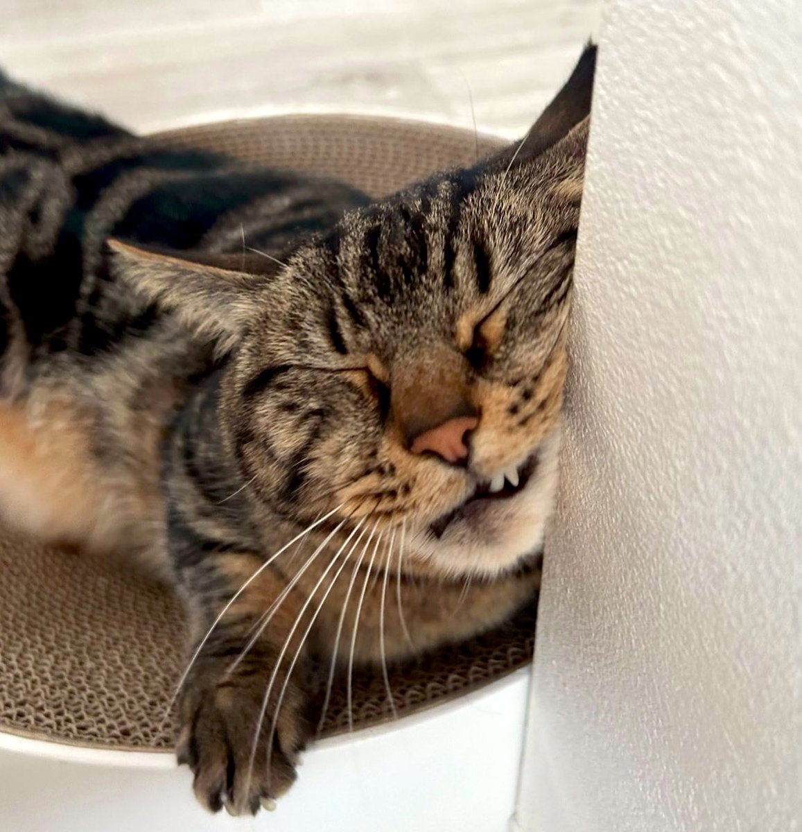 ultimaulu's tweet image. おはようございます