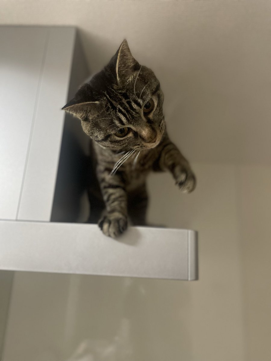 猫を食べたい0号。 (@zero_go92244639) on X