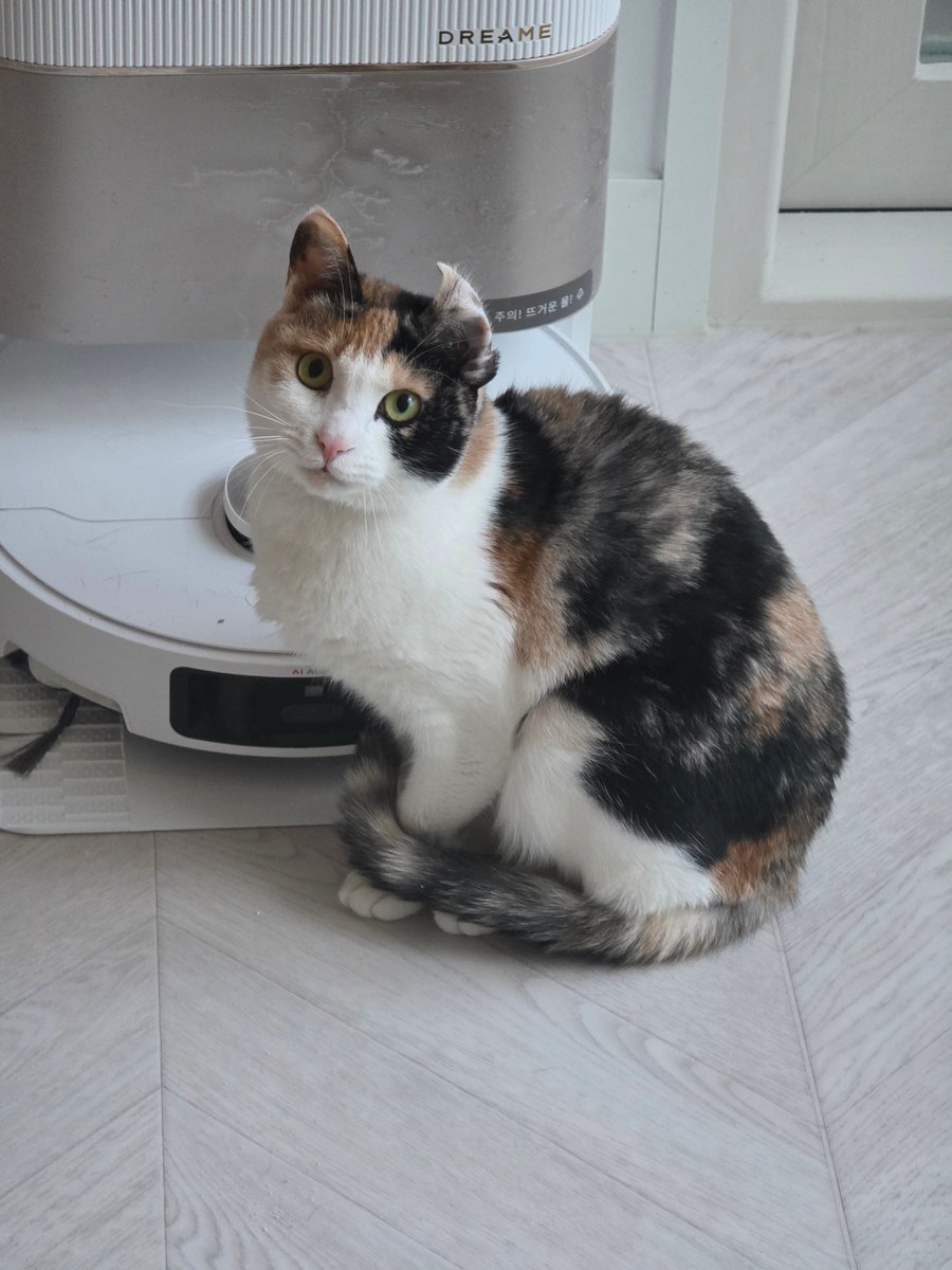 나 귀엽고 이쁘니까 입양해 🐱
#보광동벨라 #가족찾는벨라