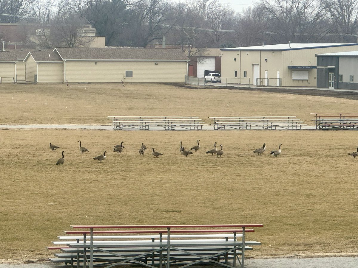 Dear readers,
While The Editor worked, I kept a watchful eye. A flock of geese took rest on the nearby field. My attempt to befriend them was sidetracked by the cacophony created by the trash truck. The birds flew away, naught to return the remainder of the day. 

-Cedar🖤