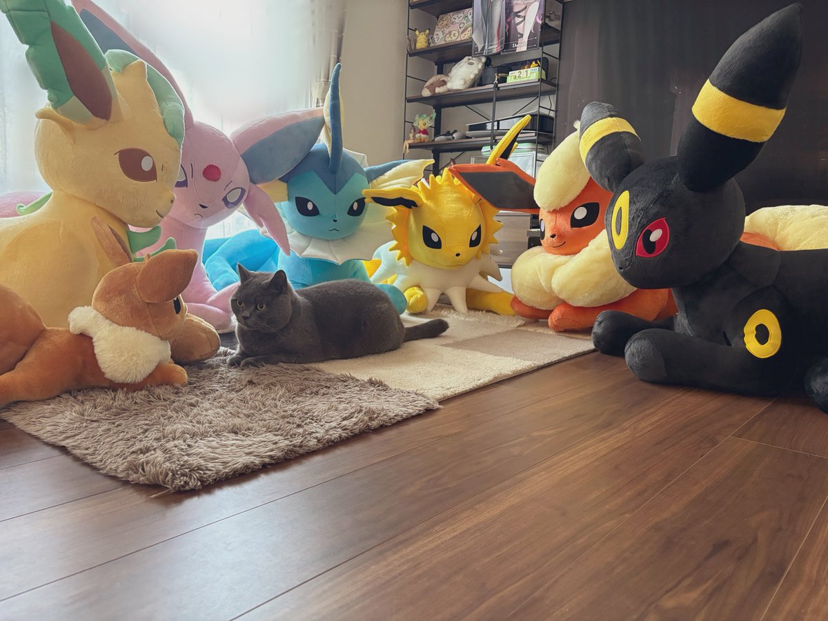 猫ちゃんと比べると等身大ﾌﾞｲｽﾞって
こんな大きさ🐈