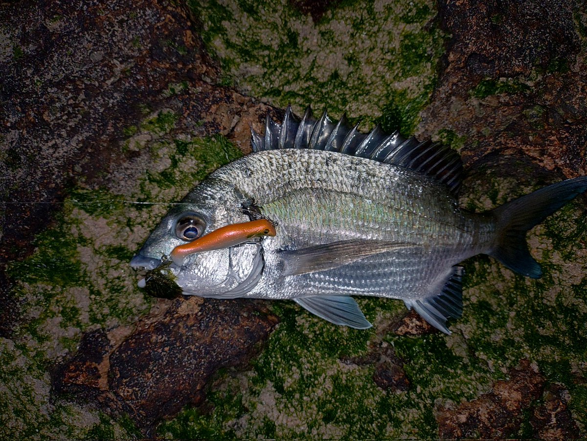 びっちゅう (@GAROGARO_hideto) / Posts / X