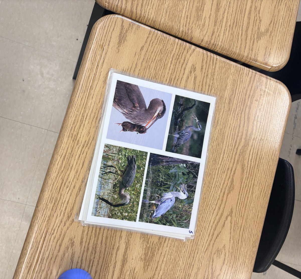 Huge thanks to <a href="/TRCA_HQ/">Toronto and Region Conservation Authority</a> for an amazing interactive learning experience today! 🌿 Our primary students were so engaged, curious, and excited to learn through hands-on activities.