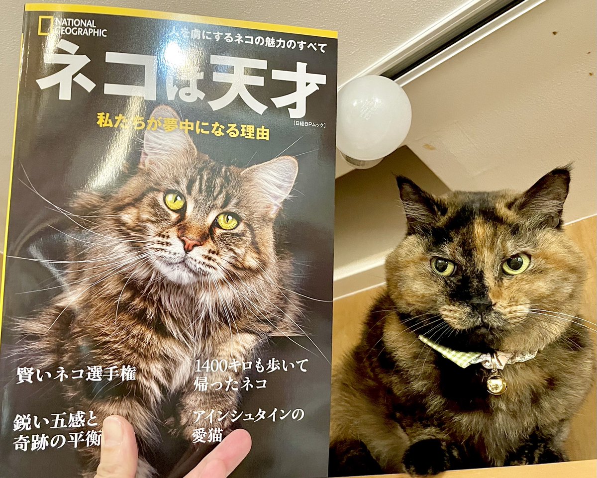 猫は天才💕😸🐾