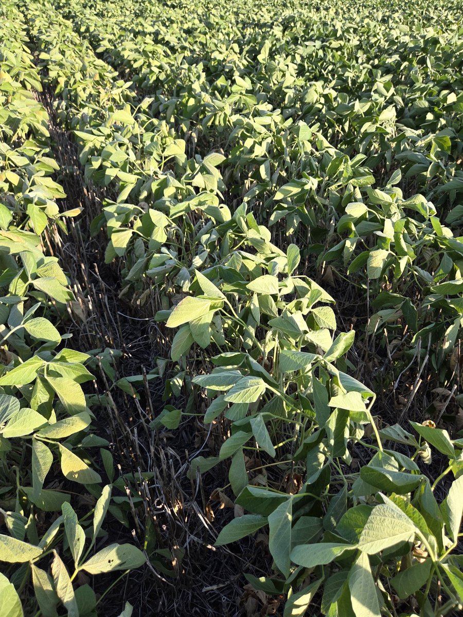 Renzo Basso 🌽🌾🌱🚜📸 tweet media