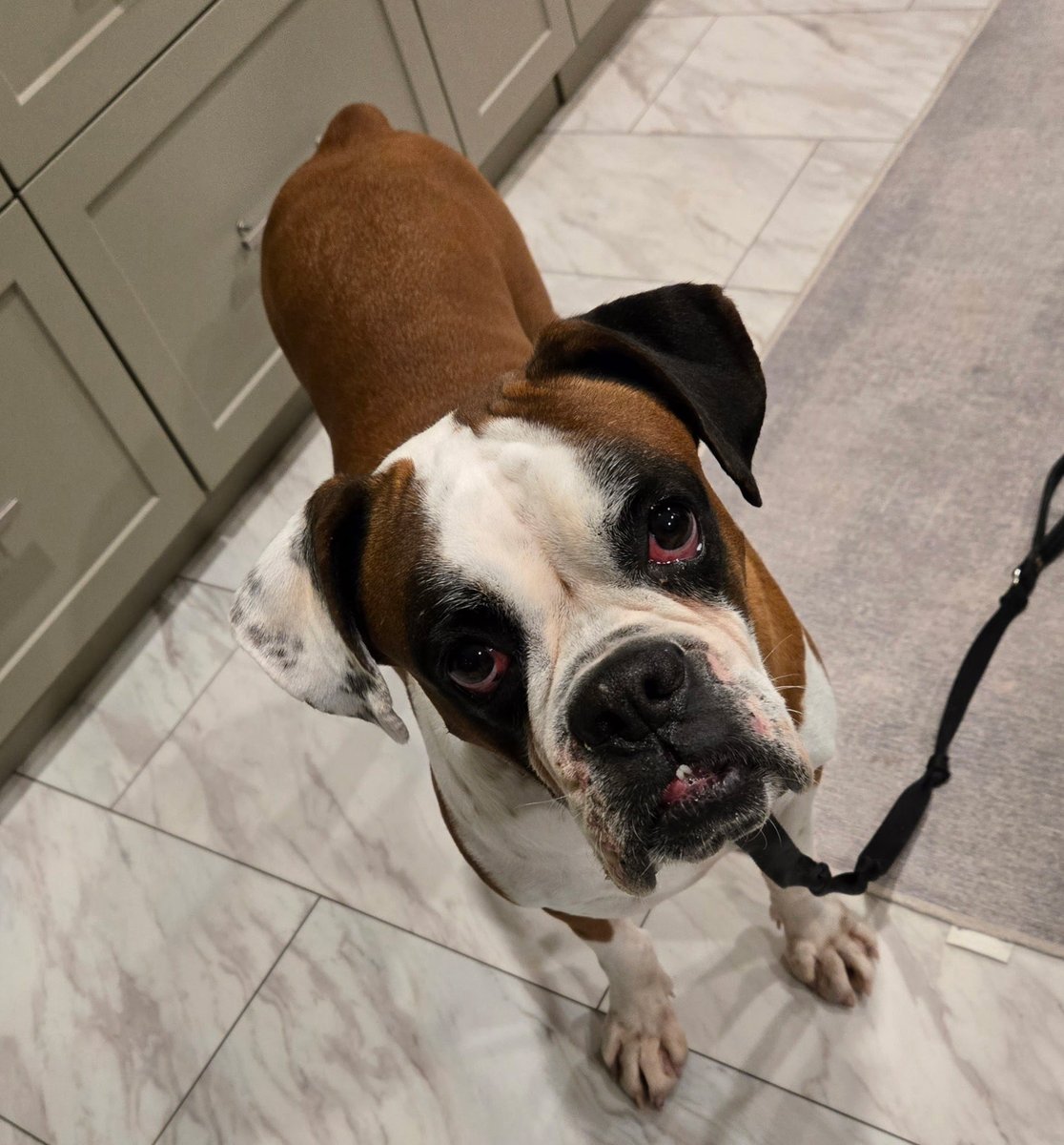 adopt_boxer's tweet photo. Marvin is a young male boxer who came off of an amish mill. The breeders son is no longer breeding boxers. They told us this for 10 yrs. Happy the day is here. Dog friendly. Very sweet. Fostered in #Lansdale #PA. #boxerdogs #saynotopuppymills #rescuedogs #luckydog #adoptables https://t.co/hzvRnE83I7