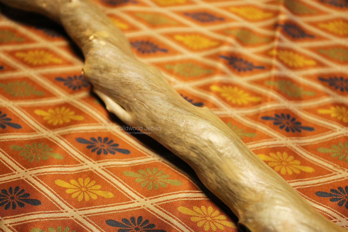 深海松。虹色珊瑚（レインボーコーラル）。木かと思ったら、宝石として