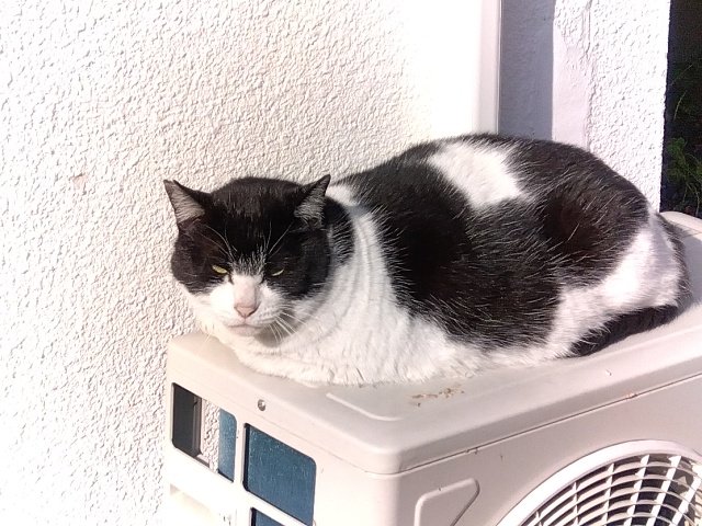 ん、猫ちゃん！猫ちゃん！