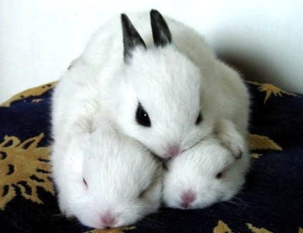 Bunnies tweet media