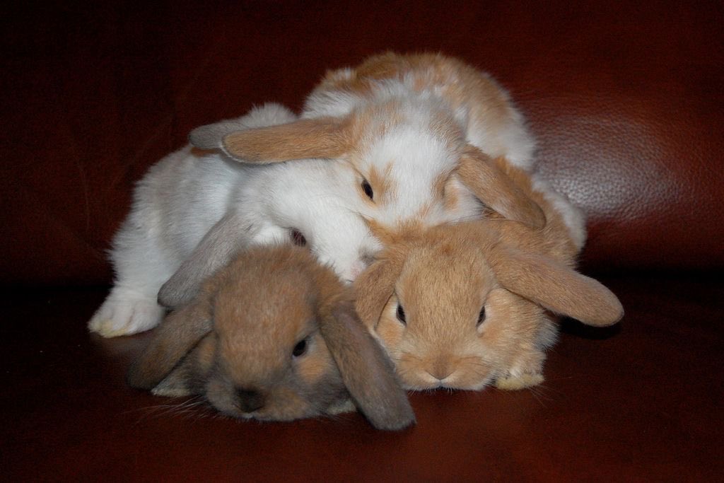 Bunnies tweet media