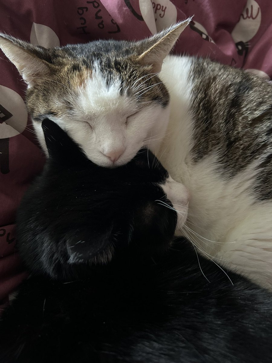 くっついて( ˇωˇ )…zzZ