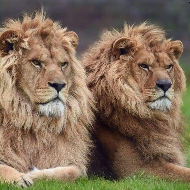 vivaneil (@vivaneil1234) on Twitter photo 