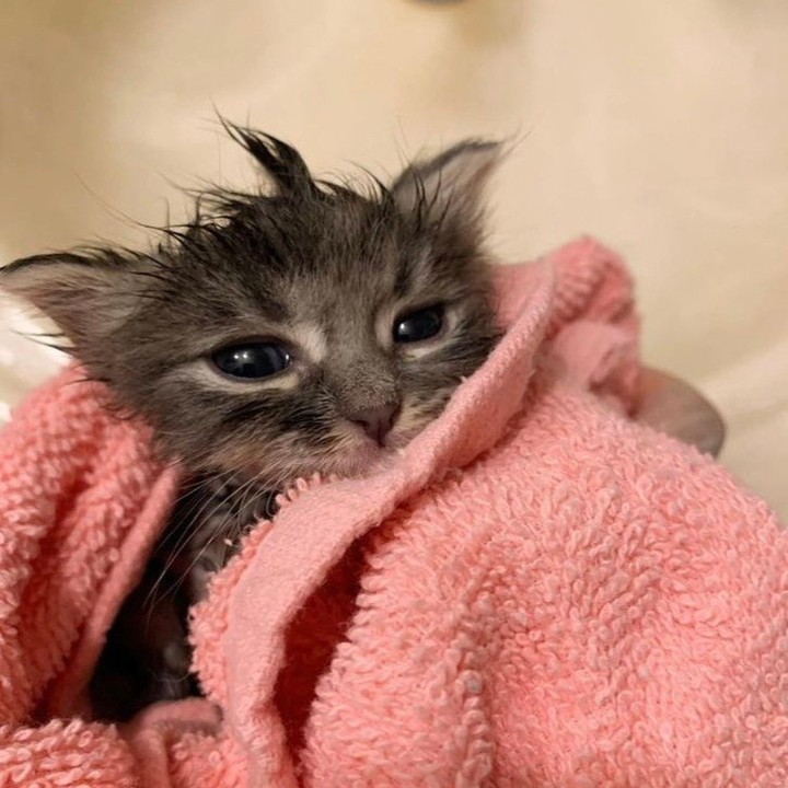Punch Cat tweet media
