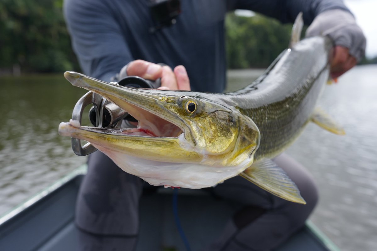 ビックーダ（Boulengerella cuvieri）。
エセキボ川にて。

2枚目は友人がキャッチしたビックーダの顔であるが、本当に恐竜みたい。

#トランスセンデンス
#レイブルジニア