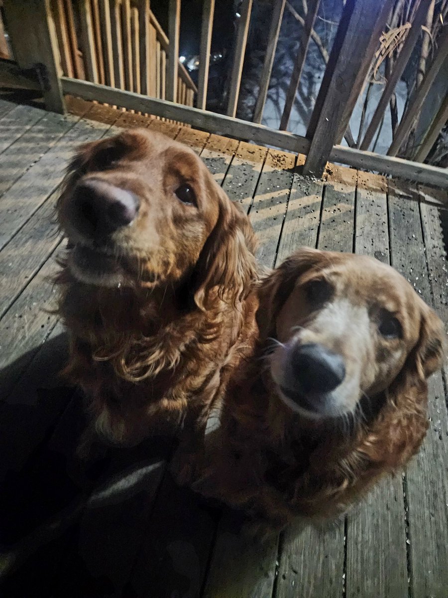 TatersTails's tweet photo. We're back!! Just in time for National Golden Retriever Day. Oh yeah, and Happy New Year! 🙄 #dogsoftwitter #goldenretriever https://t.co/ToNxVPOD4o